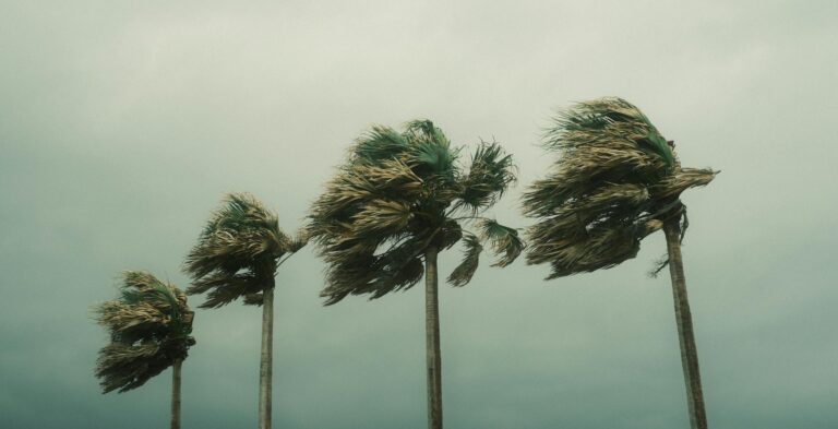 Palm Trees During a Hurricane